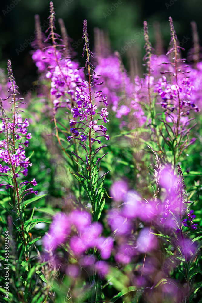 Obraz premium Purple flowers of fireweed, Ivan tea, in a field close-up, summer. Vertical orientation.