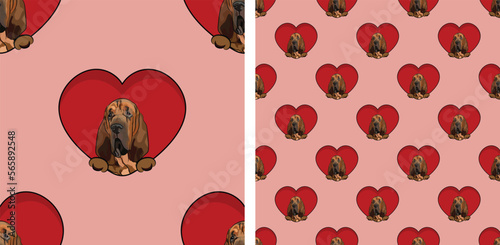 Bloodhound dog with paws pattern, Valentine's day heart wallpaper. Love heart with pet head holiday texture. Dog face Holding Heart Cartoon square background. St Valentine's day present paper.