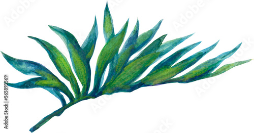 Botanical plant tropical exotic on an isolated white background, watercolor illustration, element clipart 