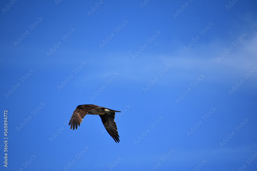 Feathered Wings Folded in Flight in Casco Bay
