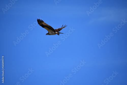 Soaring Osprey With Wings Outstretched in Flight