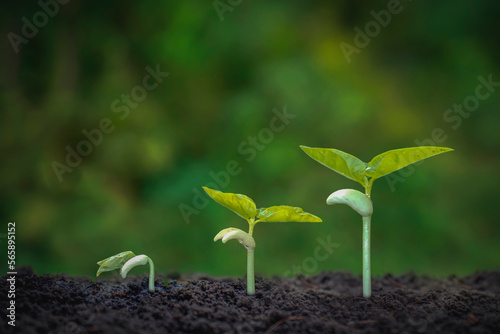 Growing crops on fertile soil, including showing stages of plant growth, cropping concepts and investments for farmers