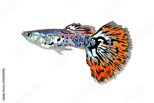 Beautiful guppy fish png illustration, isolated at transparent background
