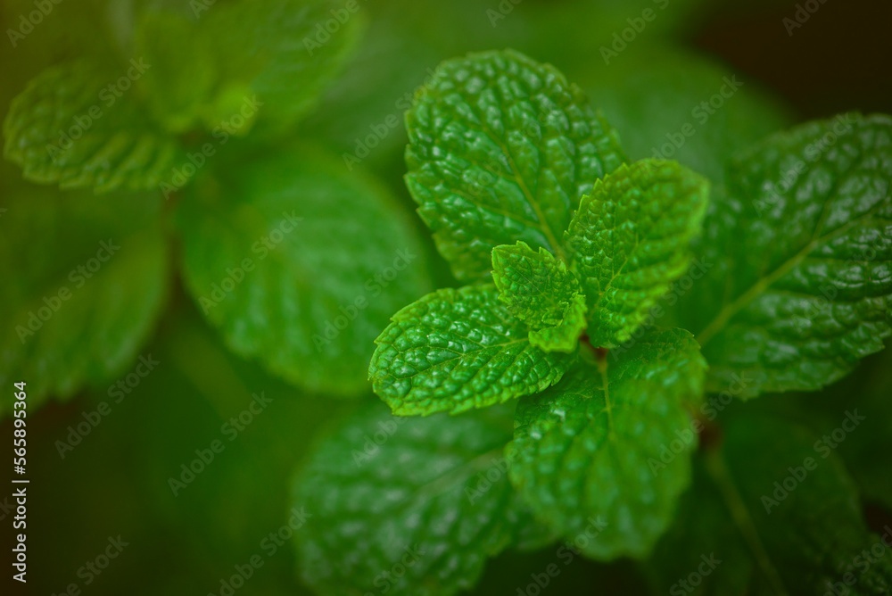 Green peppermint leaves in the vegetable garden. herbal Green peppermint leaves in the vegetable garden. herbal