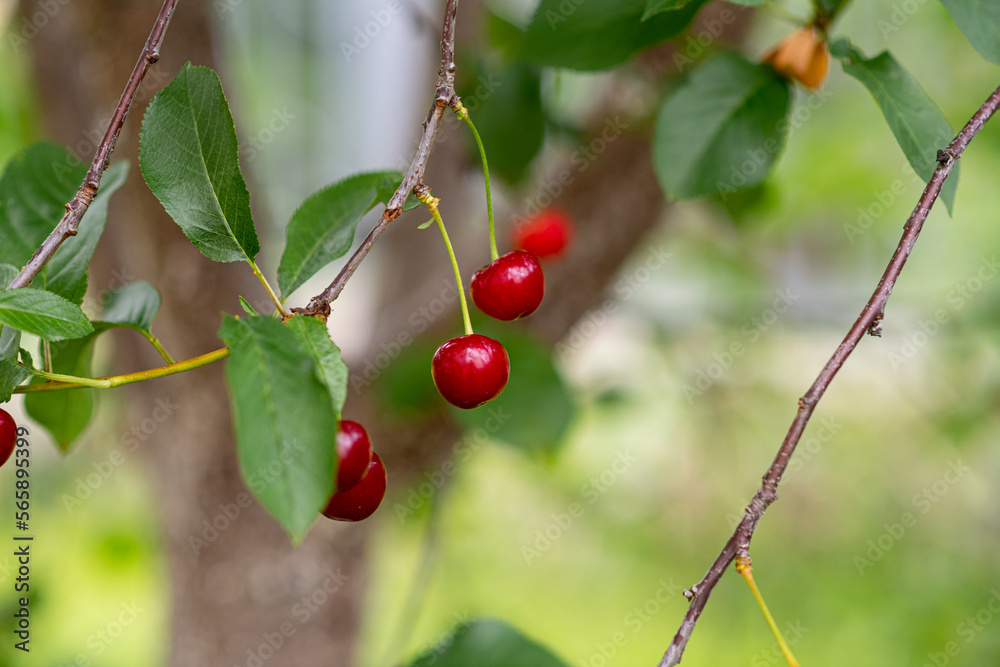 Red cherries hanging on cherry tree branch, with a soft bokeh background. Close up.