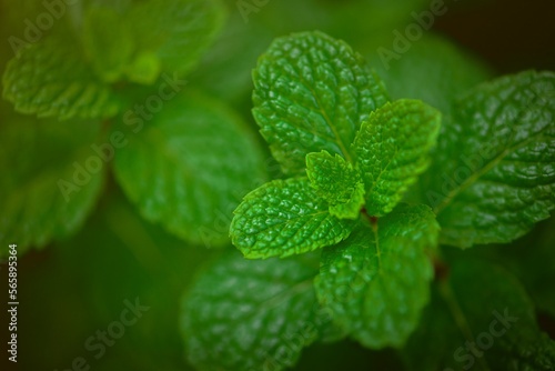 Green peppermint leaves in the vegetable garden. herbal