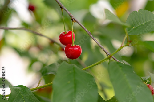 Red cherries hanging on cherry tree branch, with a soft bokeh background. Close up.