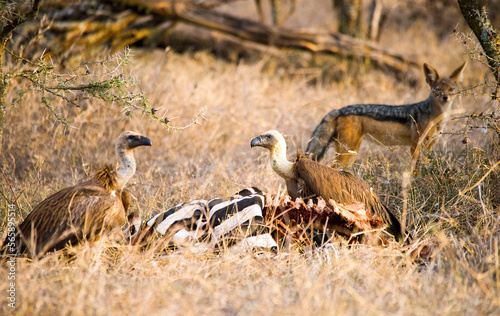 Griffon Vultures feed on a dead zebra as a Black Backed Jackal looks on 