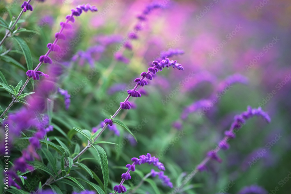 Obraz premium close up purple Salvia leucantha plant with bokeh.