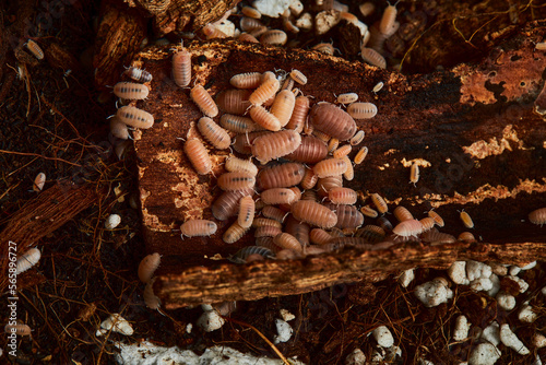group of amber color isopod in close up on wood