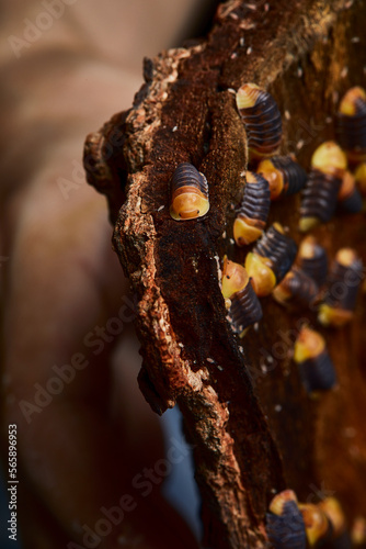 group of amber color isopod in close up on wood