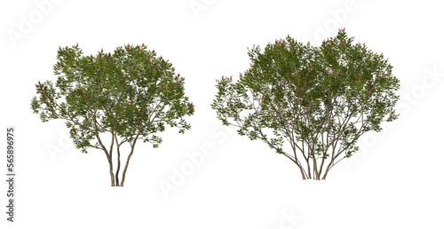 A tree with flowers of various colors on a transparent background. © jomphon