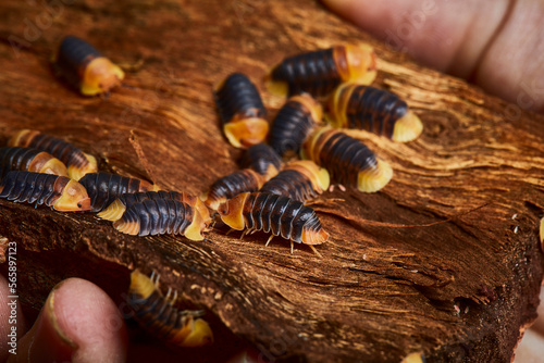 group of amber color isopod in close up on wood
