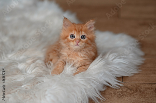Playful red kitten on a white background . funniest photo