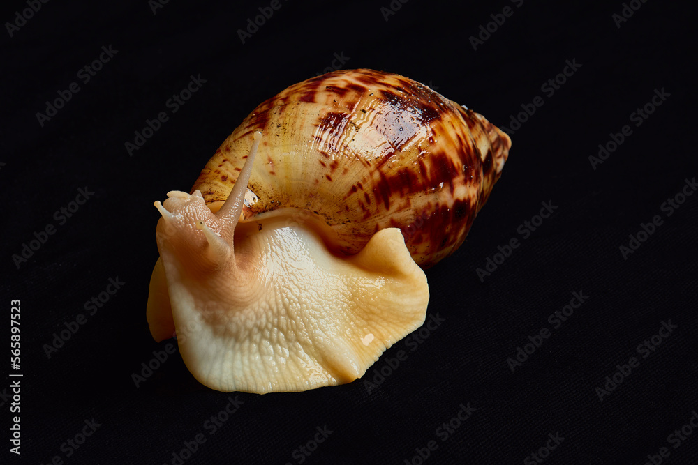Freshwater snail crawling in black isolated