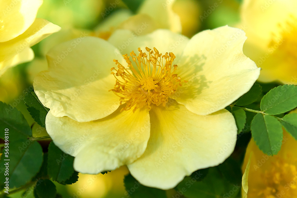 flower, yellow, nature, spring, plant, garden, daffodil, narcissus, blossom, bloom, flora, macro, flowers, orange, close-up, floral, petal, summer, isolated, beauty, white, closeup, blooming, petals, flower, yellow, nature, spring, plant, garden, daffodil, narcissus, blossom, bloom, flora, macro, flowers, orange, close-up, floral, petal, summer, isolated, beauty, white, closeup, blooming, petals,