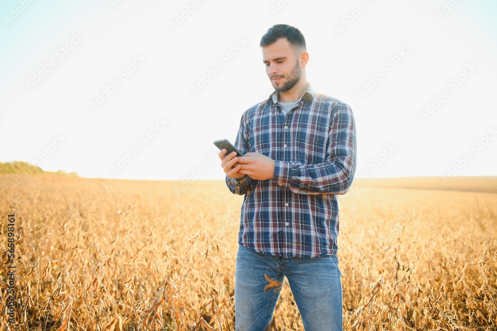 Agronomist inspects soybean crop in agricultural field - Agro concept - farmer in soybean plantation on farm.