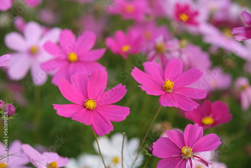 close up pink galsang flowers with bokeh