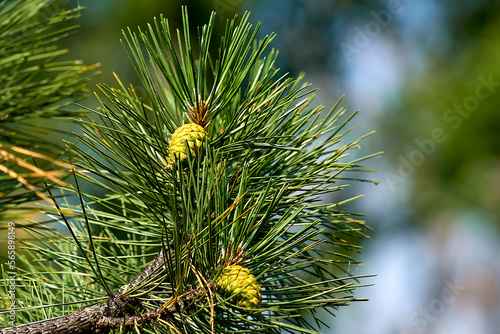 pine, nature, tree, plant, branch, forest, macro, fir, spruce, needles, flower, cone, evergreen, needle, closeup, spring, garden, thistle, summer, leaf, close-up, coniferous, conifer, color, flora