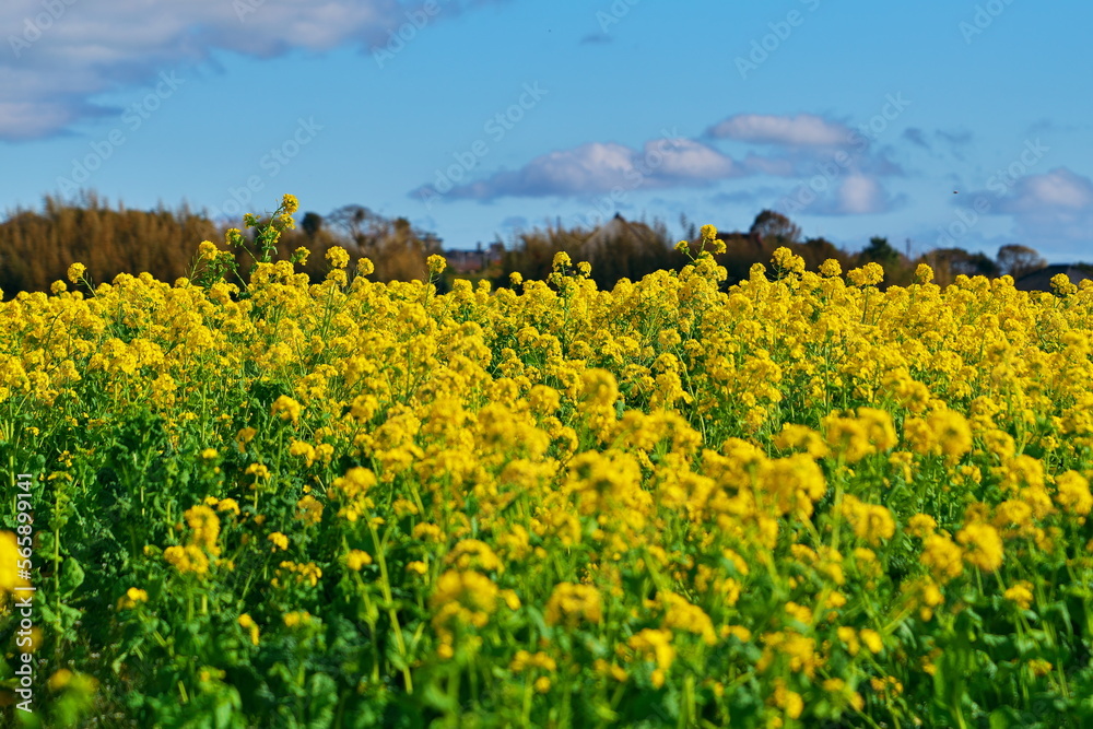 Fototapeta premium 今年も花と共に春が来た