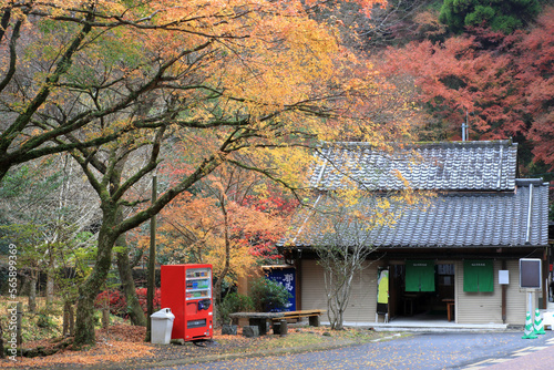 観光地の紅葉
