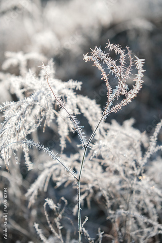 Frosty winter morning in the park. Bushes and trees were covered with frost on a frosty morning. © sergo321