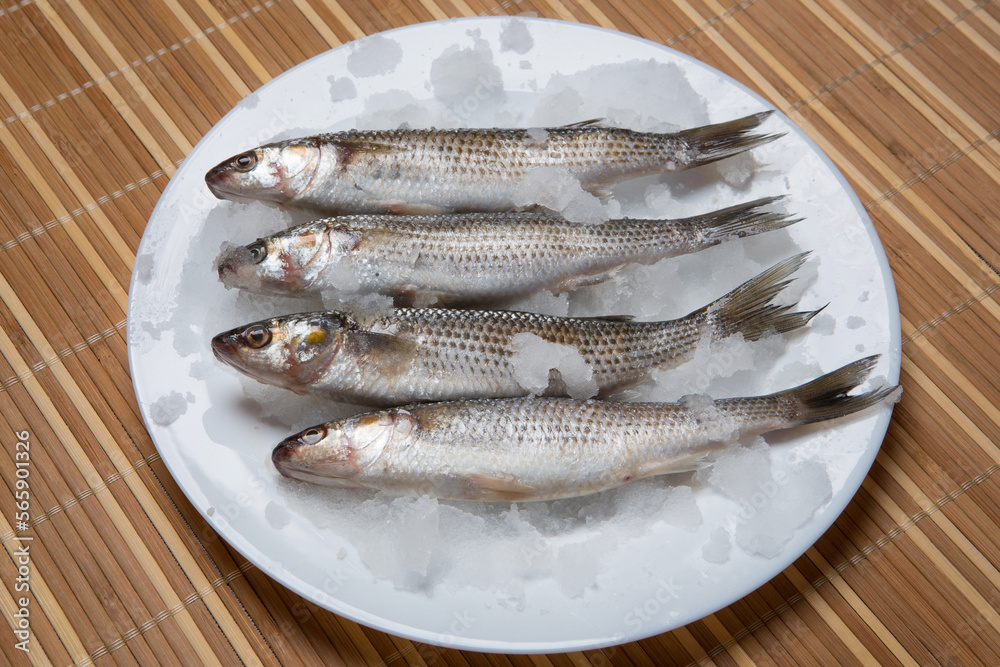 Four silvery brushed mullets lie surrounded by fine ice, on a white plate Four silvery brushed mullets lie surrounded by fine ice, on a white plate