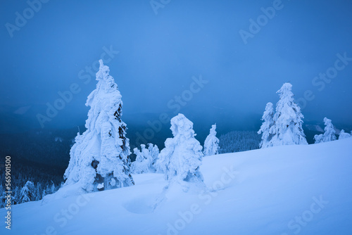 Fantastic winter landscape with snowy trees. Carpathian mountains, Ukraine, Europe. Christmas holiday concept