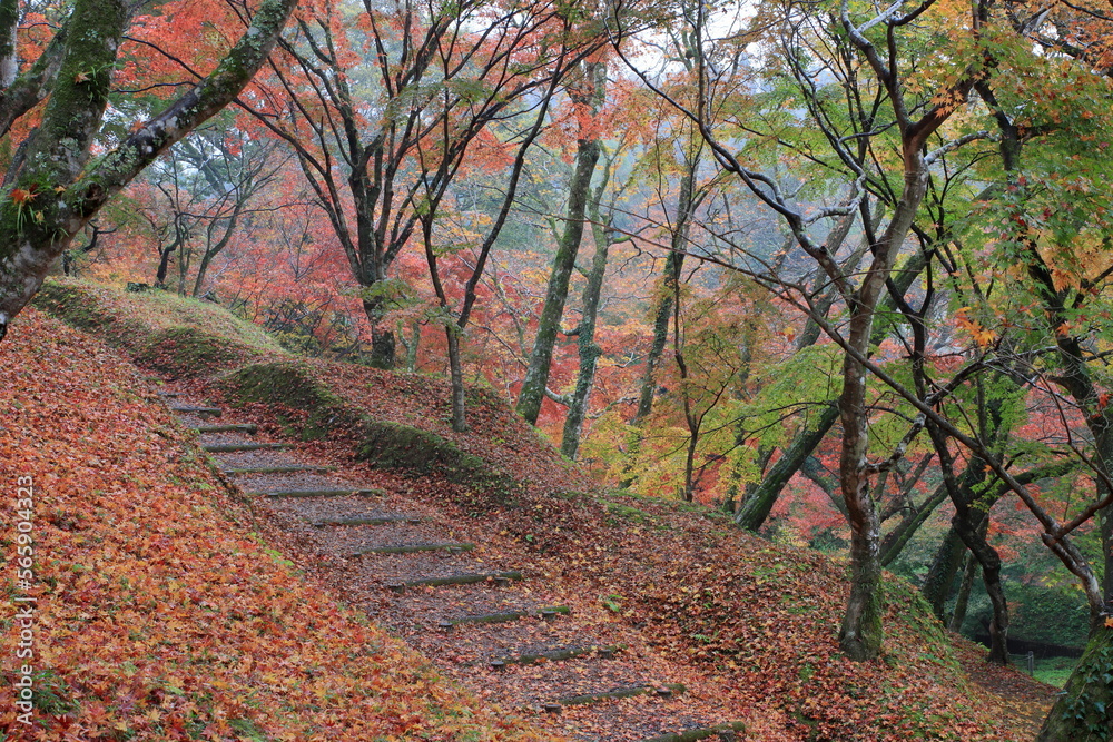 Naklejka premium 秋の公園