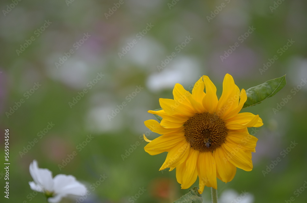 Obraz premium Sunflower