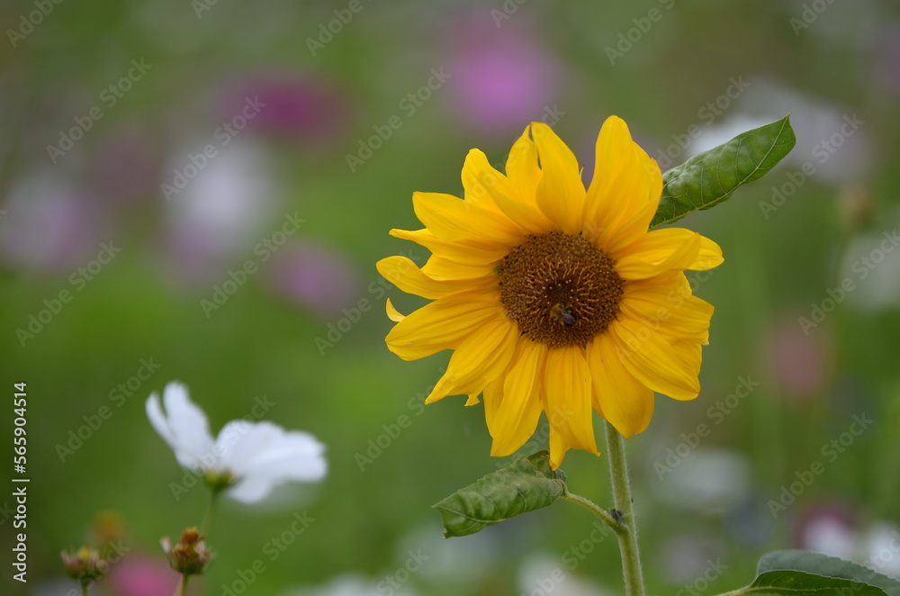 Obraz premium sunflower in the garden