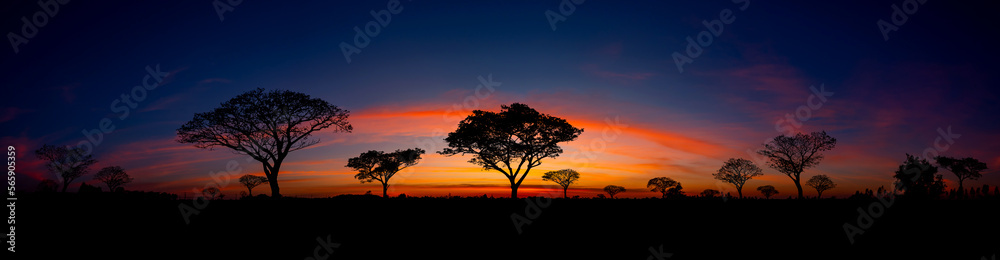 Panorama silhouette tree in africa with sunset.Tree silhouetted against a setting sun.Dark tree on open field dramatic sunrise.Typical african sunset with acacia trees in Masai Mara, Kenya.Copy space.