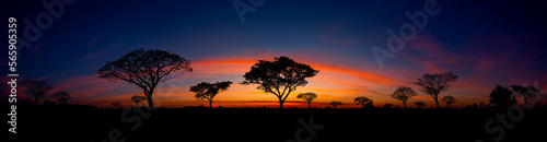 Panorama silhouette tree in africa with sunset.Tree silhouetted against a setting sun.Dark tree on open field dramatic sunrise.Typical african sunset with acacia trees in Masai Mara, Kenya.Copy space.