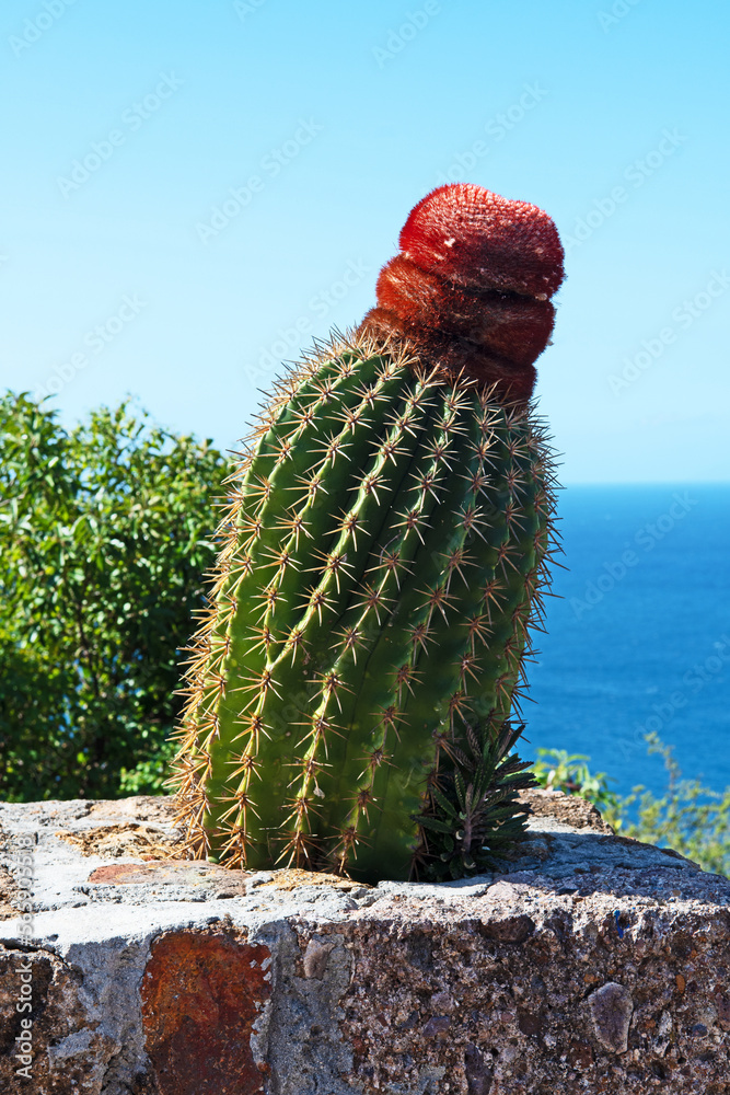 Melocactus Intortus" Images  Browse 72 Stock Photos, Vectors, and Video |  Adobe Stock