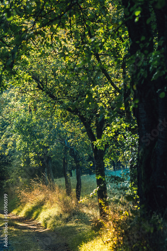 Fototapeta Naklejka Na Ścianę i Meble -  Waldweg Obstbäume schattig im Morgenlicht