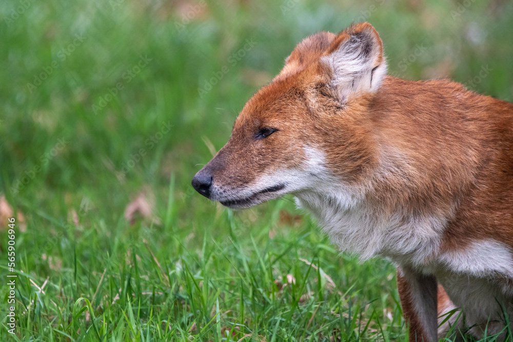Obraz premium Dhole sitting/resting in the grass. In captivity at a zoo