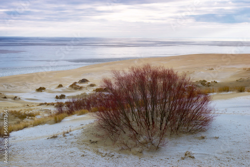 bushes on sand dunes by the sea in winter on a cloudy day