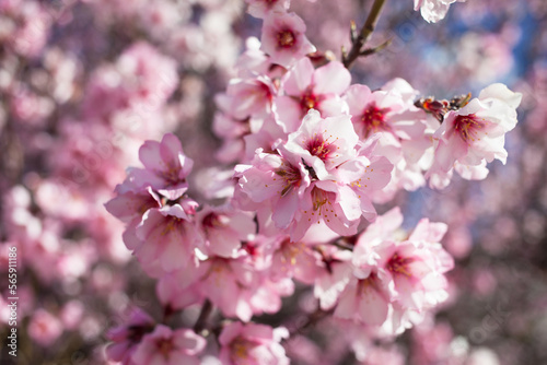 Blooming pink almond branches in the garden on a sunny day, natural background, soft focus, blur. © tachinskamarina
