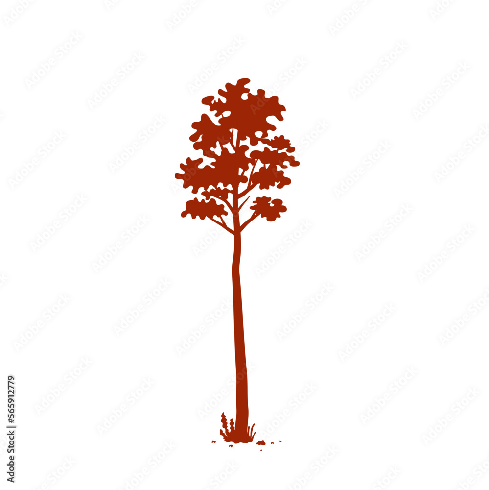silhouette of tall tree