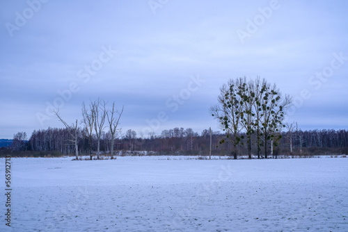 Fototapeta Naklejka Na Ścianę i Meble -  winter landscape with trees