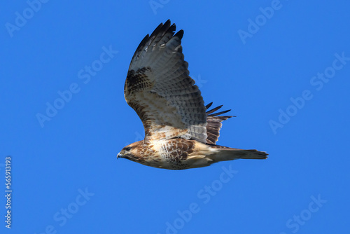 Eastern buzzard in flight