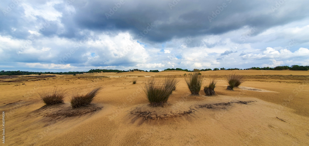 Obraz premium Panorama with bushes in a heath and desert landscape in Netherlands