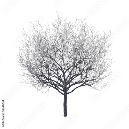 Fototapeta Naklejka Na Ścianę i Meble -  Bare cherry tree isolated transparent background 3d rendering
