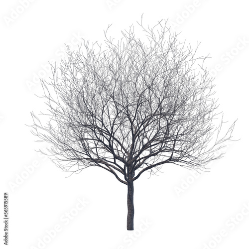 Bare cherry tree isolated transparent background 3d rendering 