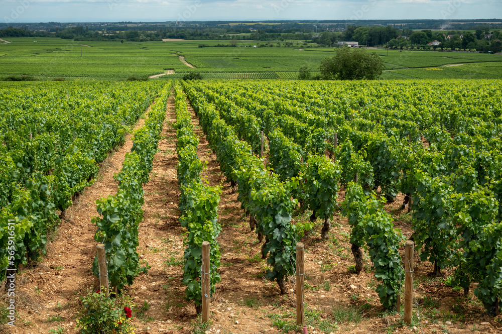 Green vineyards with growing grapes, production of high quality famous French white wine in Puligny-Montrachet village, Burgundy, France