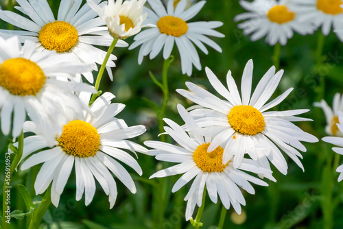 Beautiful White Shasta Daisies Growing In The Garden In Summer