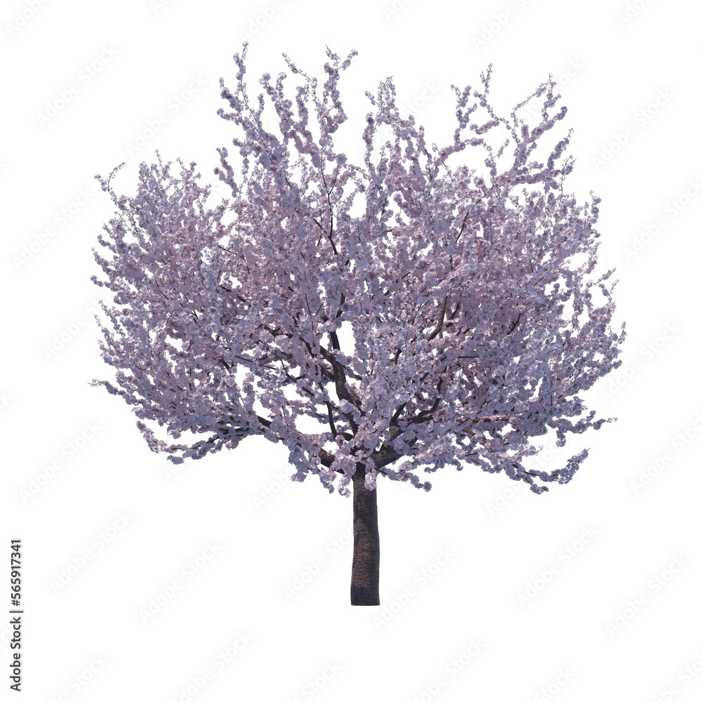Obraz premium Blossoming cherry tree isolated transparent background 3d rendering 