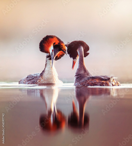 Photography Podiceps cristatus floats on the water and doing pre-wedding dance