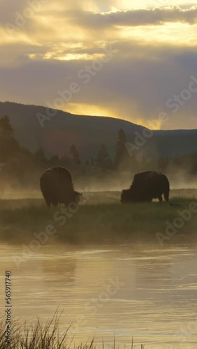 Two buffalo graze at sunrise with mist and fog in Yellowstone National Park in vertical video