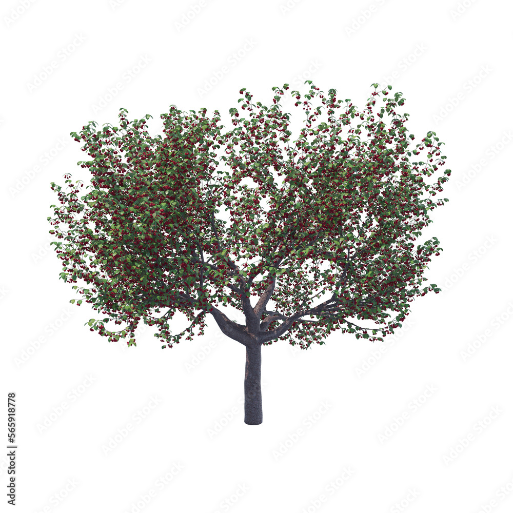 Summer cherry tree with berries isolated transparent background 3d rendering
